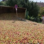 Unfälle: Traktor kippt um - Apfel-Teppich auf Straße in Reutlingen