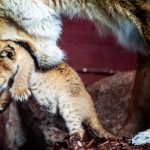 Nachwuchs im Zoo: Erneut Löwennachwuchs im Schweriner Zoo