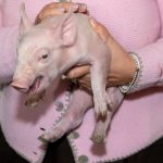 Landwirtschaft: Im Schnitt vier Schweine mehr je Betrieb