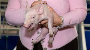 Landwirtschaft: Im Schnitt vier Schweine mehr je Betrieb