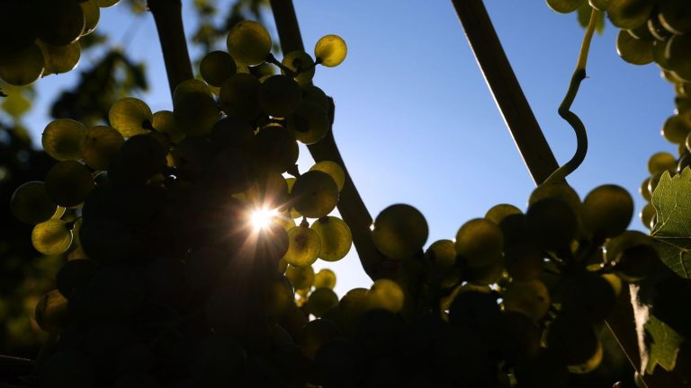 Winzer in den Startlöchern: Lese für den Federweißen startet