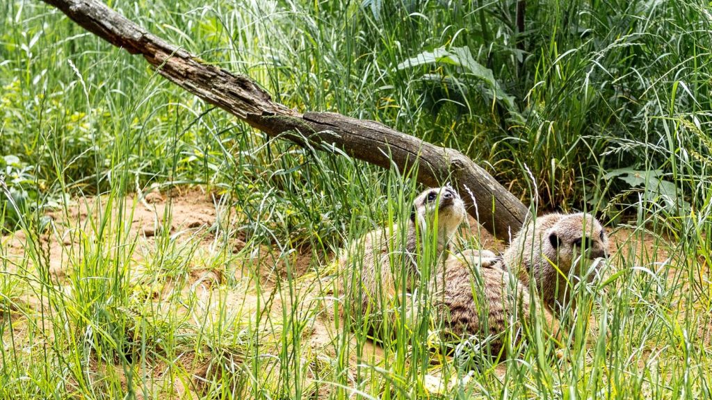 Tiere: Neue Bewohner im Tierpark Suhl