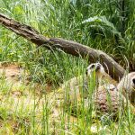 Tiere: Neue Bewohner im Tierpark Suhl