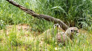 Tiere: Neue Bewohner im Tierpark Suhl
