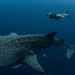 Internationale Studie: Viele Walhaie tragen Narben durch Fischerei und Tourismus
