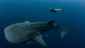 Internationale Studie: Viele Walhaie tragen Narben durch Fischerei und Tourismus