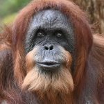 Tierpark Hagenbeck: Wohl ältester Orang-Utan der Welt - Ziehsohn hält Bella fit