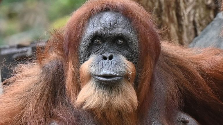 Tierpark Hagenbeck: Wohl ältester Orang-Utan der Welt - Ziehsohn hält Bella fit