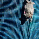Fledermäuse: Von Tier zu Vampir: Fledermäuse im Film
