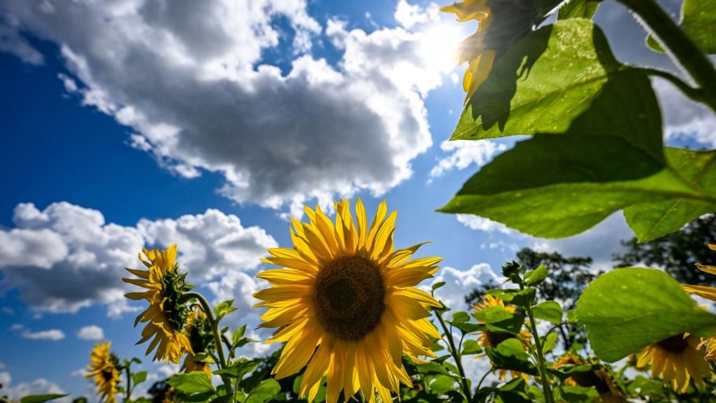 Wetter: Sonnigster August seit Jahrzehnten in Thüringen