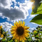 Wetter: Sonnigster August seit Jahrzehnten in Thüringen