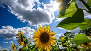 Wetter: Sonnigster August seit Jahrzehnten in Thüringen