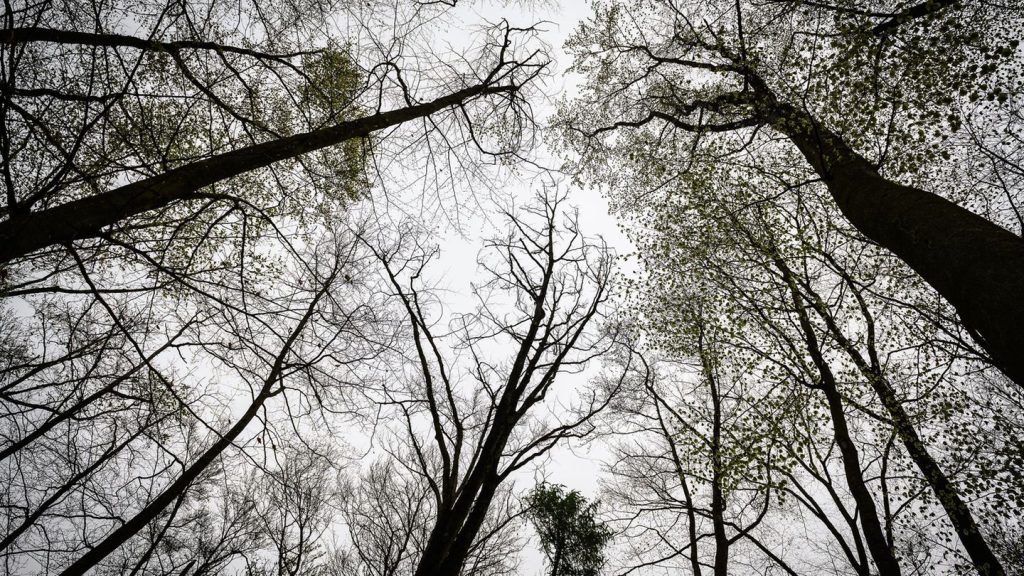 Umwelt: Wenn Naturliebe zum Problem wird: Bushcrafting in Hessen