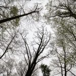 Umwelt: Wenn Naturliebe zum Problem wird: Bushcrafting in Hessen
