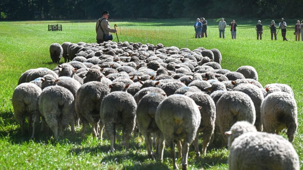Tradition: Wettbewerb hält Schäfertradition in Sachsen-Anhalt lebendig