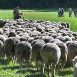 Tradition: Wettbewerb hält Schäfertradition in Sachsen-Anhalt lebendig