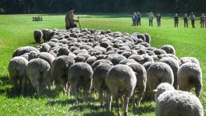 Tradition: Wettbewerb hält Schäfertradition in Sachsen-Anhalt lebendig