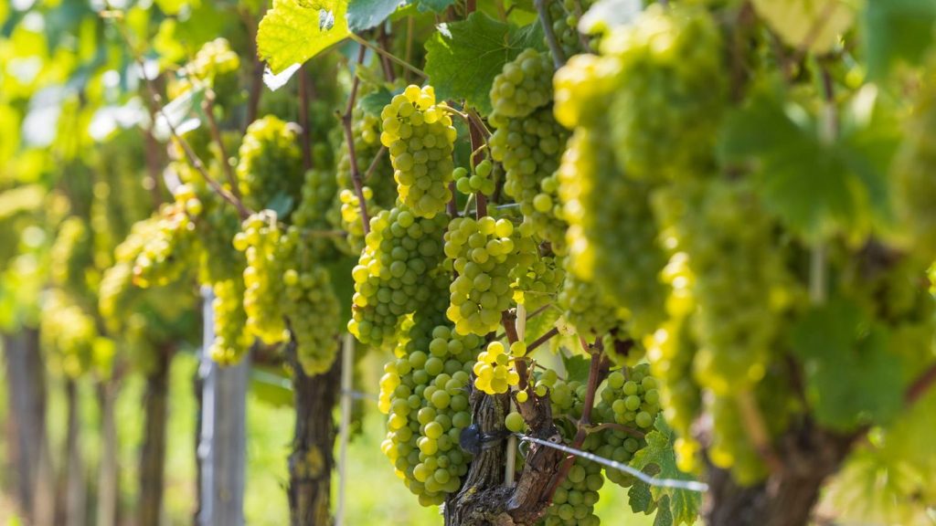 Weinanbau: Viel Andrang bei Tagen des offenen Weingutes im Elbland