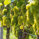 Weinanbau: Viel Andrang bei Tagen des offenen Weingutes im Elbland
