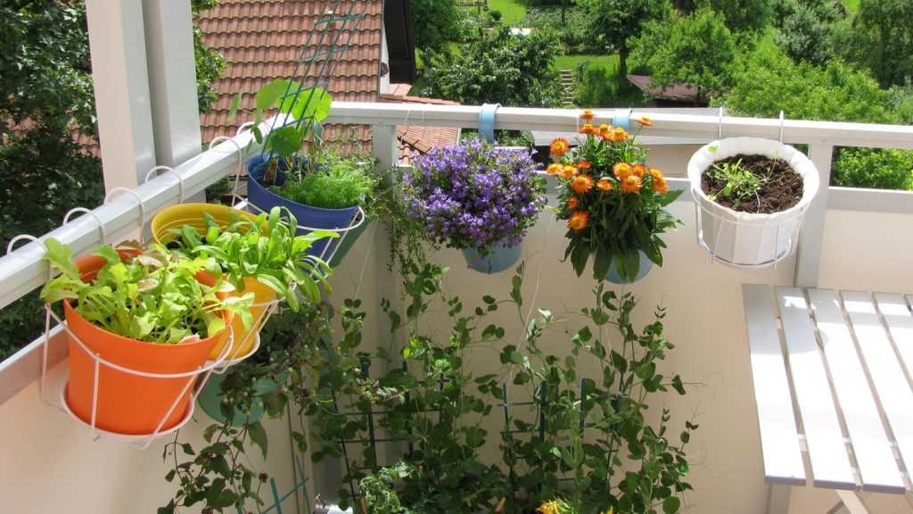 Licht und Schatten: Balkonpflanzen für jeden Standort: So zaubern Sie sich eine Wohlfühloase