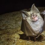 Tierische Blockierer: Schnecke, Unke, Fledermaus: Diese Tierchen sind der Albtraum von Bauherren