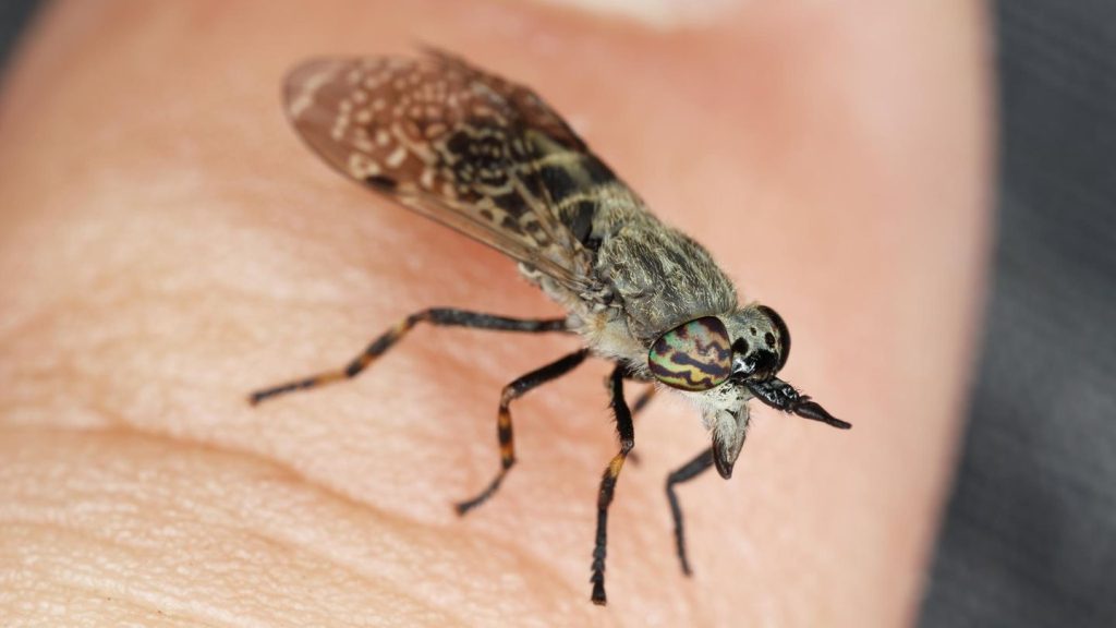 Blutsauger: Bremsenstich behandeln: So lindern Sie die Schmerzen