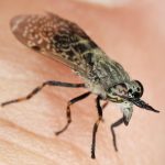 Blutsauger: Bremsenstich behandeln: So lindern Sie die Schmerzen