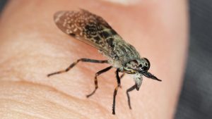 Blutsauger: Bremsenstich behandeln: So lindern Sie die Schmerzen