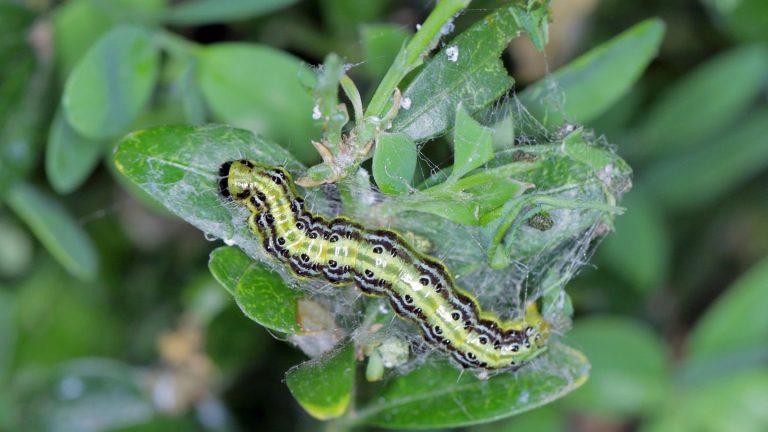 Sommersaison: Spritzmittel gegen Buchsbaumzünsler für 14 Euro statt 19 Euro: Die Garten-Angebote am Montag