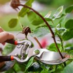 Grünpflege: Schneiden, düngen, pflanzen: Die wichtigsten Gartenarbeiten im August
