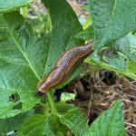 Sommersaison: Lavagranulat zur Schnecken-Abwehr 60 Prozent günstiger: Die Garten-Angebote am Montag