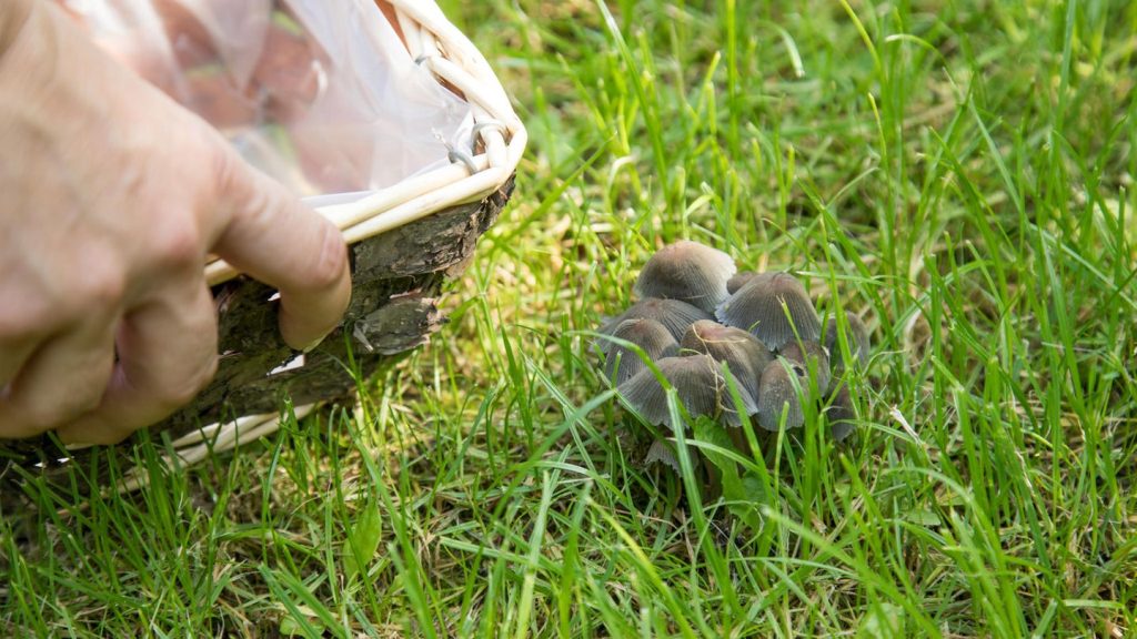 Gartentipps: Pilze im Rasen: Woher sie kommen – und wie sie wieder gehen