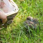 Gartentipps: Pilze im Rasen: Woher sie kommen – und wie sie wieder gehen