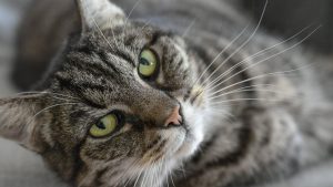Weltkatzentag: Warum Katzen die Nähe von Menschen suchen, die keine Katzen mögen