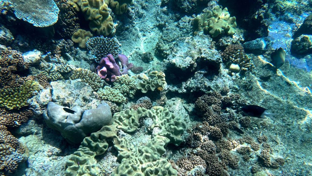 Globale Erwärmung: Hitze richtet Korallen vor Australien zugrunde – auch Great Barrier Reef betroffen
