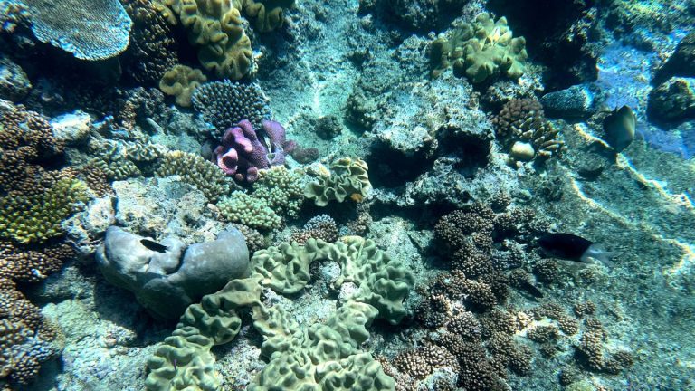 Globale Erwärmung: Hitze richtet Korallen vor Australien zugrunde – auch Great Barrier Reef betroffen