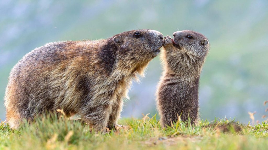 Tierfotografie: Diese Schnappschüsse steigern die Laune