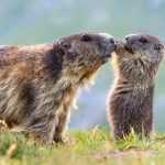 Tierfotografie: Diese Schnappschüsse steigern die Laune