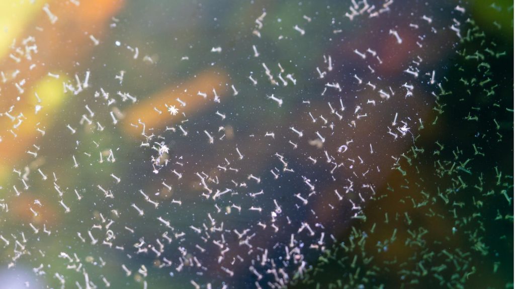 Stehenden Gewässer: In Regentonne und Gartenteich: Was hilft gegen Mückenlarven im Wasser?