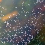 Stehenden Gewässer: In Regentonne und Gartenteich: Was hilft gegen Mückenlarven im Wasser?