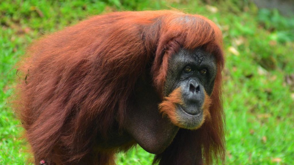 Malaysia und Indonesien: Frühstück, Fönen, Fernreisen: So lassen sich Orang-Utans schützen