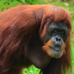 Malaysia und Indonesien: Frühstück, Fönen, Fernreisen: So lassen sich Orang-Utans schützen