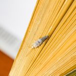Ungebetene Gäste: Papierfischchen bekämpfen – so werden Sie die lichtscheuen Tiere los