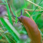 Natürliche Abwehr: Diese Pflanzen sollen Schnecken aus dem Garten fernhalten