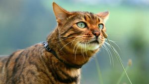Meinung: Zum Weltkatzentag habe ich einen Wunsch: Kastriert Eure Tiere endlich!