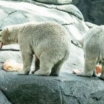 Aalborg: Zoo in Dänemark bittet um Haustierspenden – um sie an Raubtiere zu verfüttern