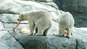 Aalborg: Zoo in Dänemark bittet um Haustierspenden – um sie an Raubtiere zu verfüttern