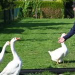 Petition überreicht: 81-Jähriger bangt um seine Gänsehaltung