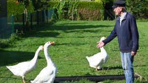 Petition überreicht: 81-Jähriger bangt um seine Gänsehaltung