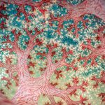 Prämierte Naturfotos: Bilder wie aus einer anderen Welt